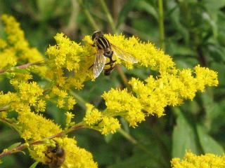 Kanadische Goldrute mit Fliege